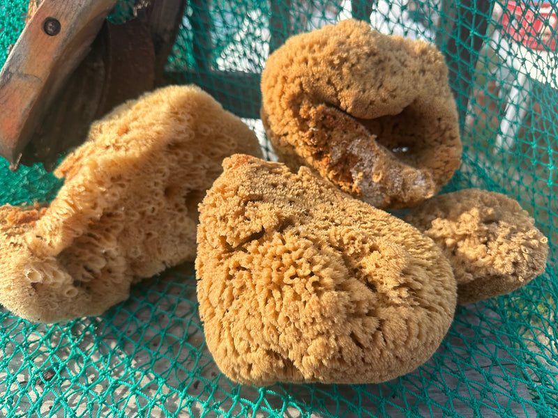 Assorted Natural Sea Sponge