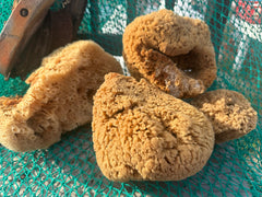 Assorted Natural Sea Sponge