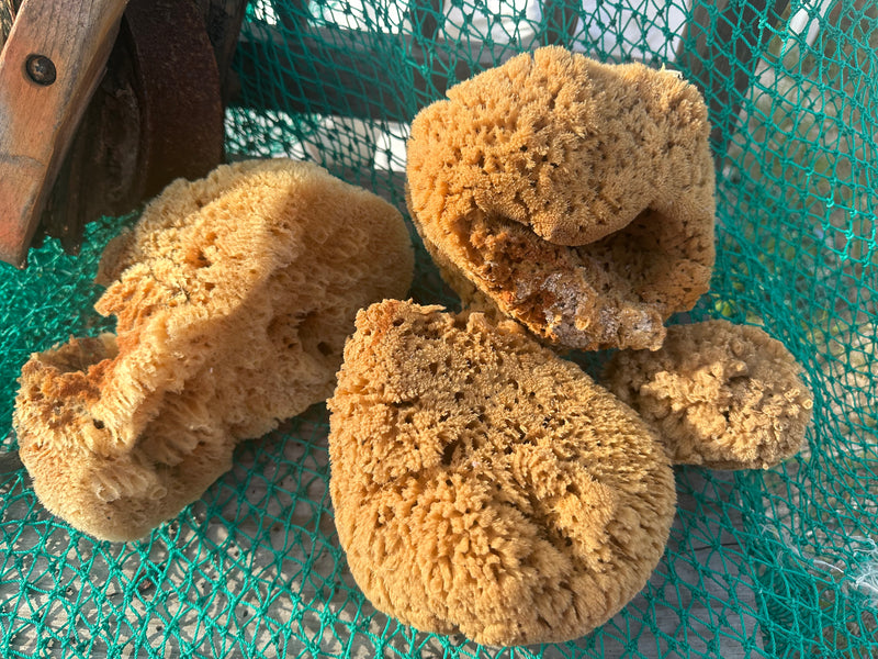 Assorted Natural Sea Sponge