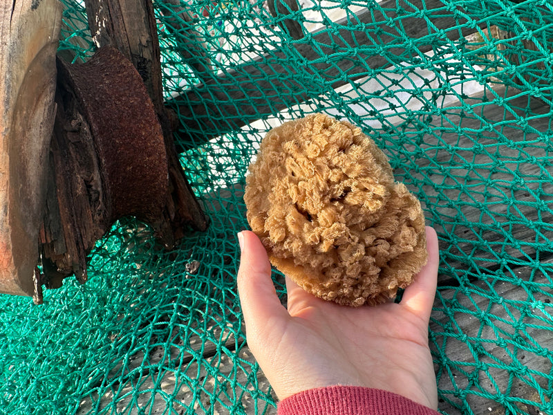 Assorted Natural Sea Sponge