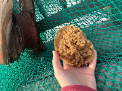 Assorted Natural Sea Sponge