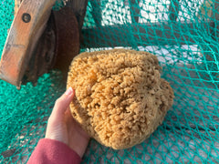 Assorted Natural Sea Sponge