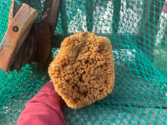 Assorted Natural Sea Sponge