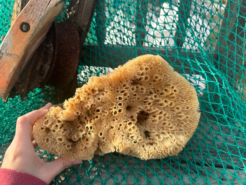 Assorted Natural Sea Sponge