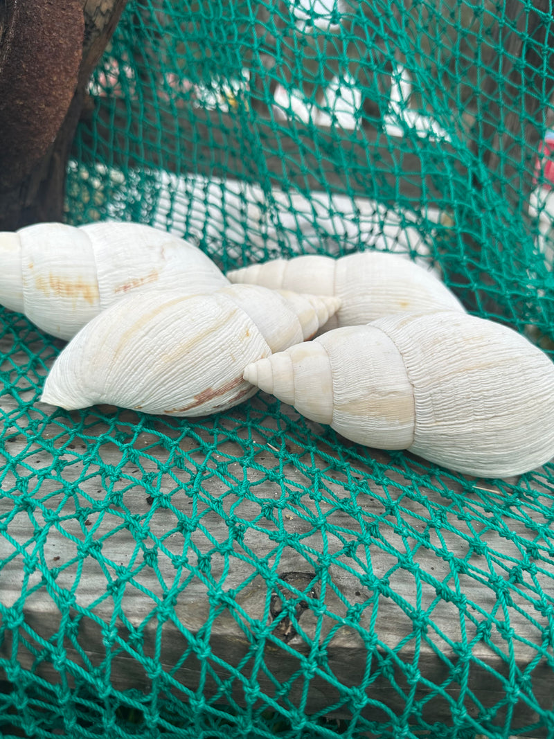 African Land Snail - Lissachatina reticulata