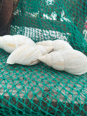 African Land Snail - Lissachatina reticulata