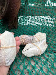 Turkey Wing Pair Seashell