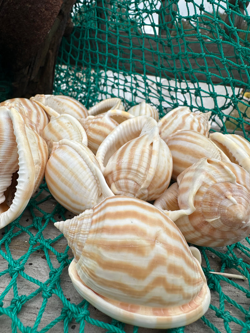 Striped Bonnet - Phalium decussatum flammeolum