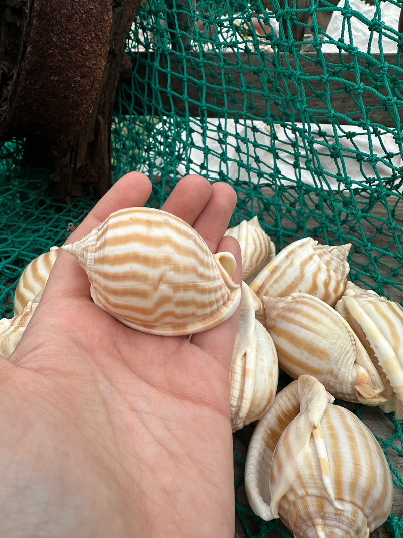 Striped Bonnet - Phalium decussatum flammeolum