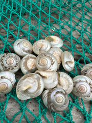 Giant Pearl Umbonium Shell