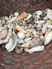 Crafting Mix of Natural Seashells