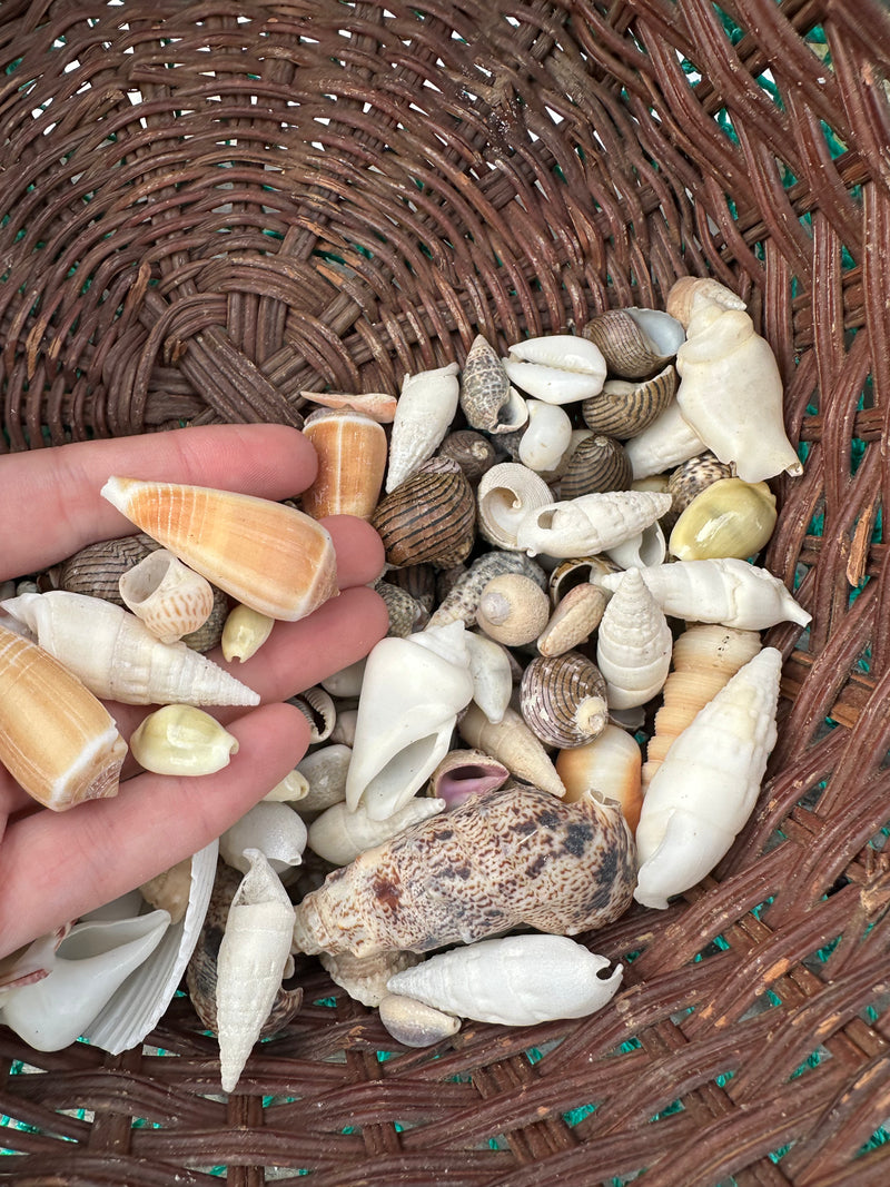 Crafting Mix of Natural Seashells