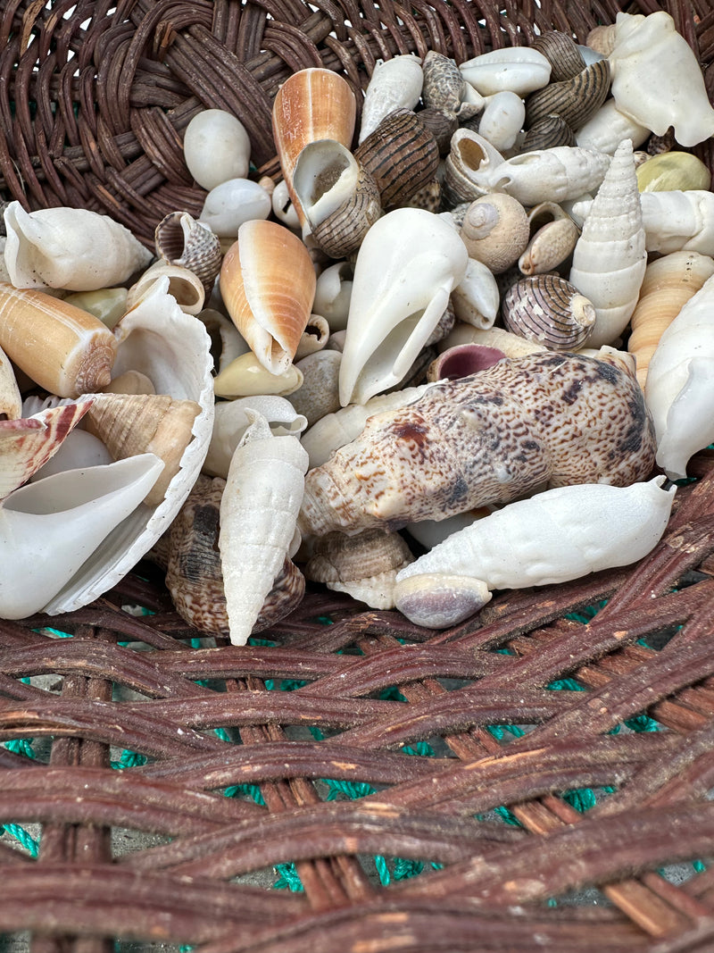 Crafting Mix of Natural Seashells