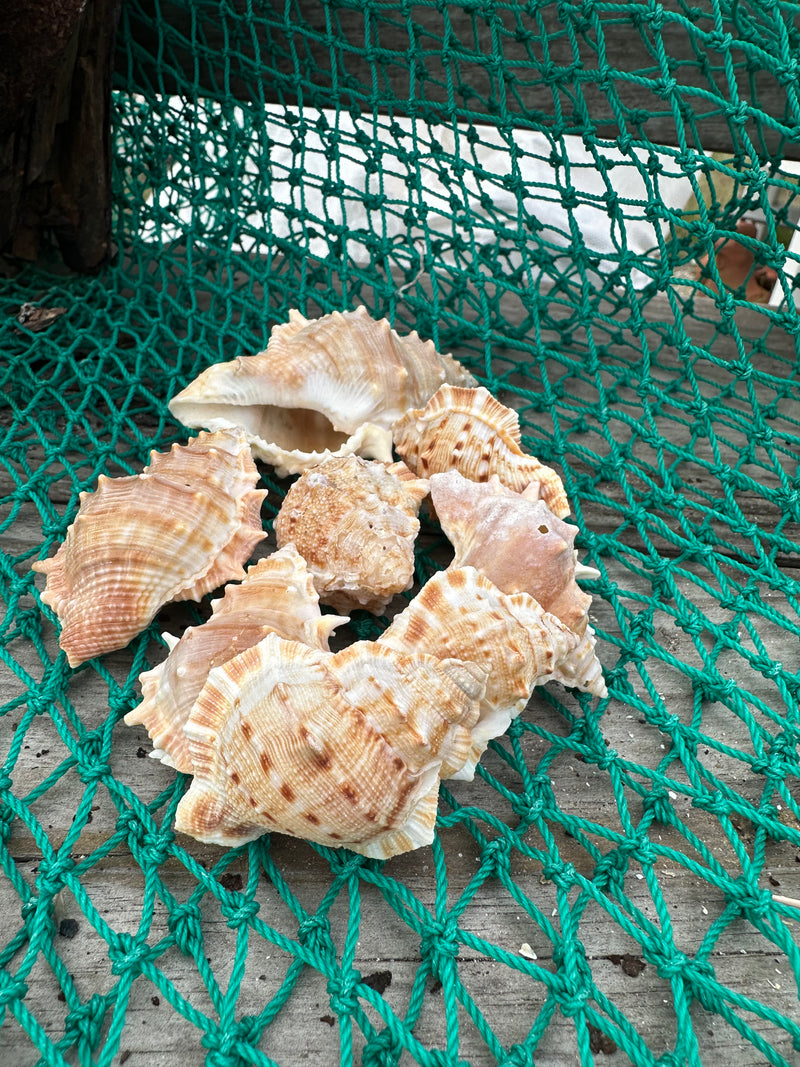 Bursa Rana Murex Frog Shell
