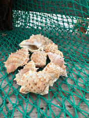 Bursa Rana Murex Frog Shell