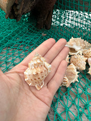 Bursa Rana Murex Frog Shell
