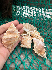 Bursa Rana Murex Frog Shell
