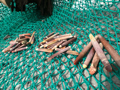 Pencil Sea Urchin Spines