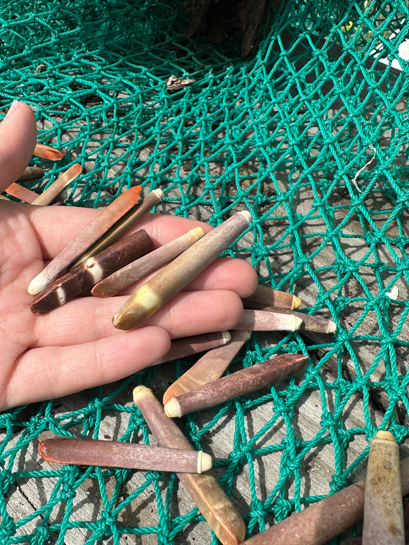 Pencil Sea Urchin Spines