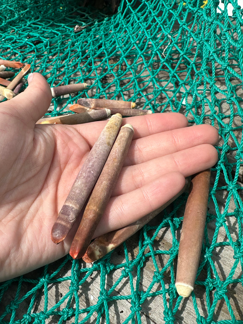 Pencil Sea Urchin Spines