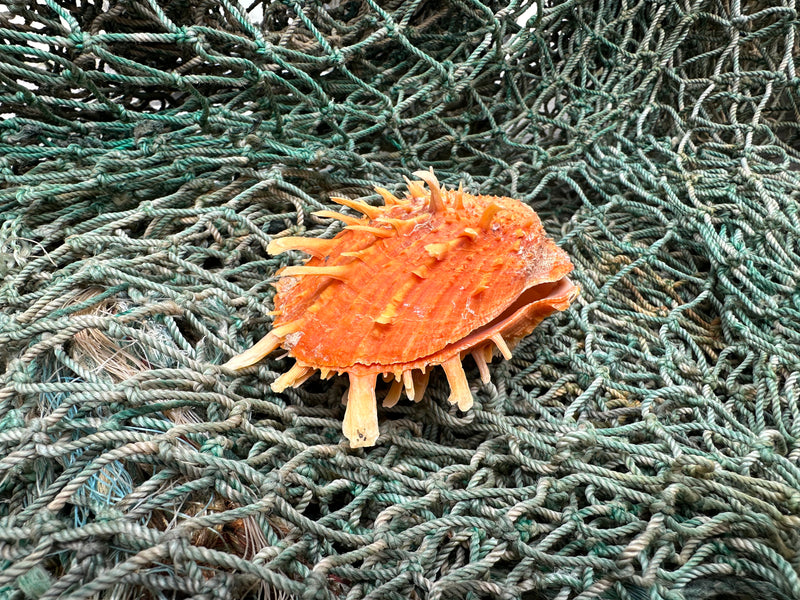 Vintage Spondylus 3.5"