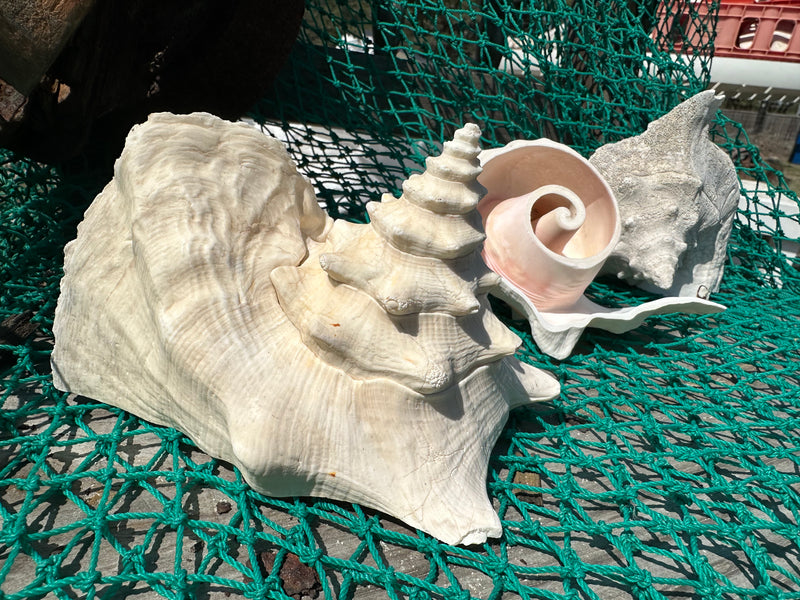 Top Cut of Large Pink Conch Shell | Loving Coastal Living