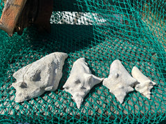 Side Sliced Pink Conch Shell