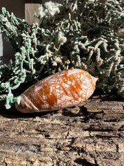 Polished Tent Olive shell with orange zigzag patterns resting on rustic wood with coral in background