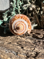 Polished Tent Olive shell with orange zigzag patterns resting on rustic wood with coral in background
