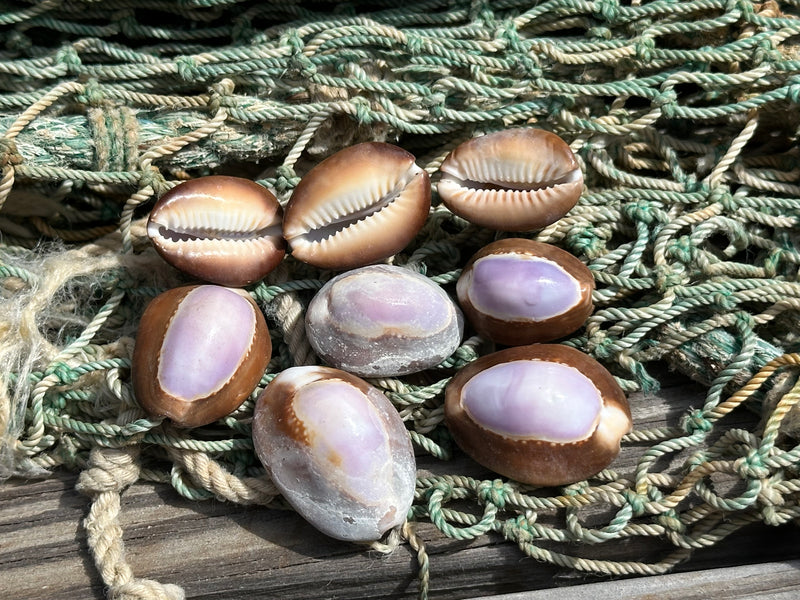 Purple Snakehead Cowrie Serpent's Head Cowry