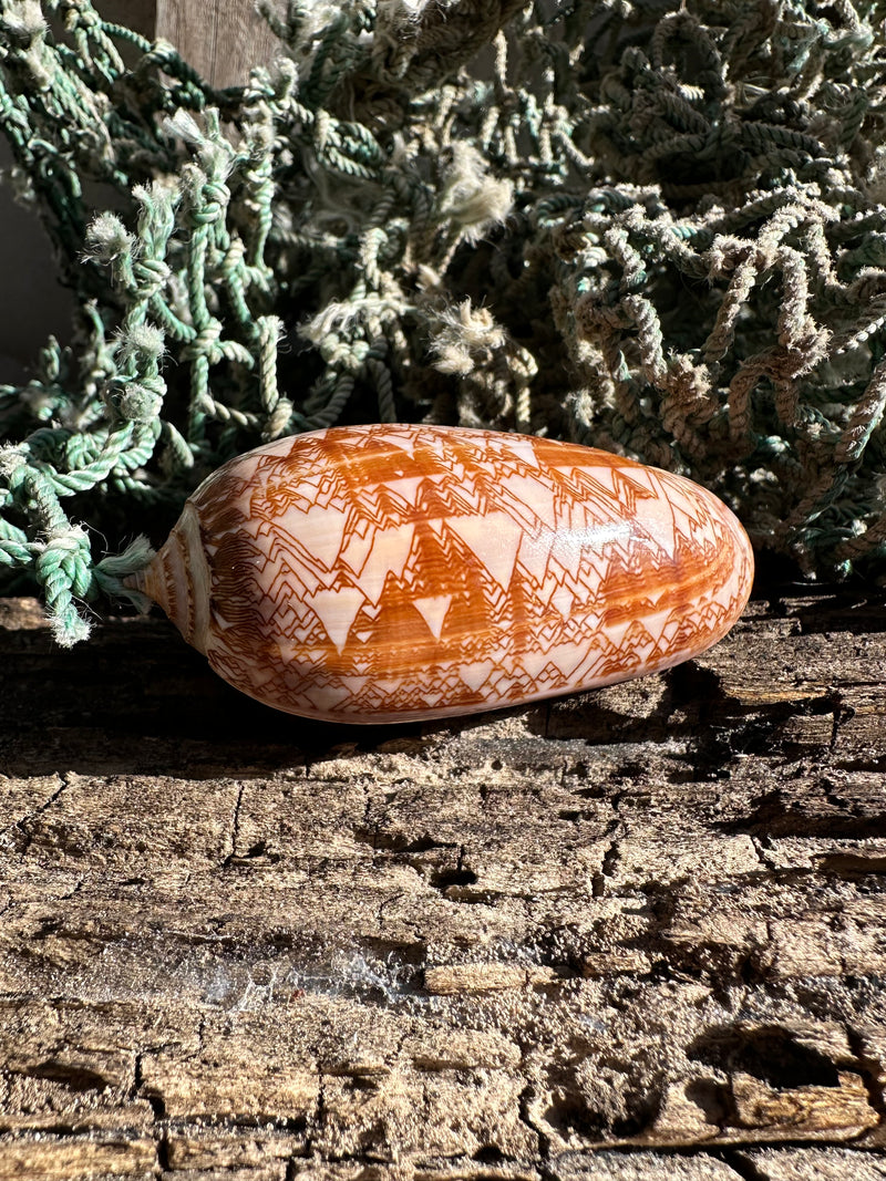 Polished Tent Olive shell with orange zigzag patterns resting on rustic wood with coral in background