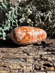 Polished Tent Olive shell with orange zigzag patterns resting on rustic wood with coral in background