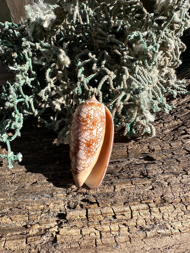Polished Tent Olive shell with orange zigzag patterns resting on rustic wood with coral in background