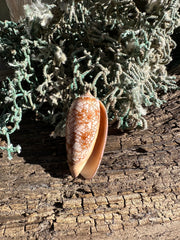 Polished Tent Olive shell with orange zigzag patterns resting on rustic wood with coral in background