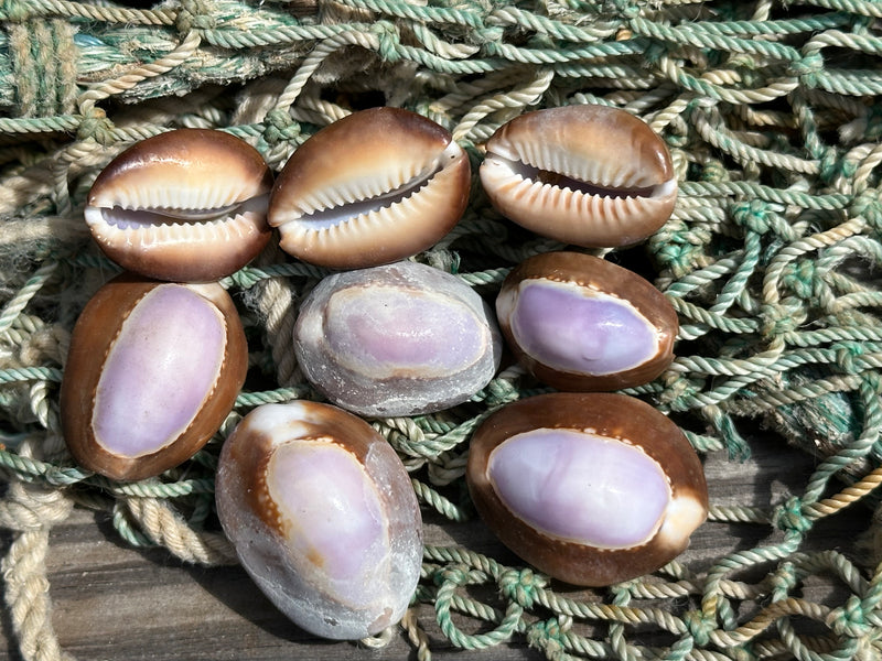 Purple Snakehead Cowrie Serpent's Head Cowry