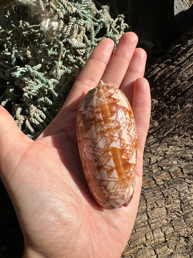 Polished Tent Olive shell with orange zigzag patterns resting on rustic wood with coral in background