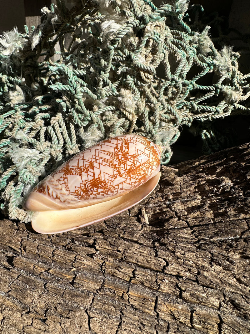 Polished Tent Olive shell with orange zigzag patterns resting on rustic wood with coral in background