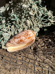 Polished Tent Olive shell with orange zigzag patterns resting on rustic wood with coral in background