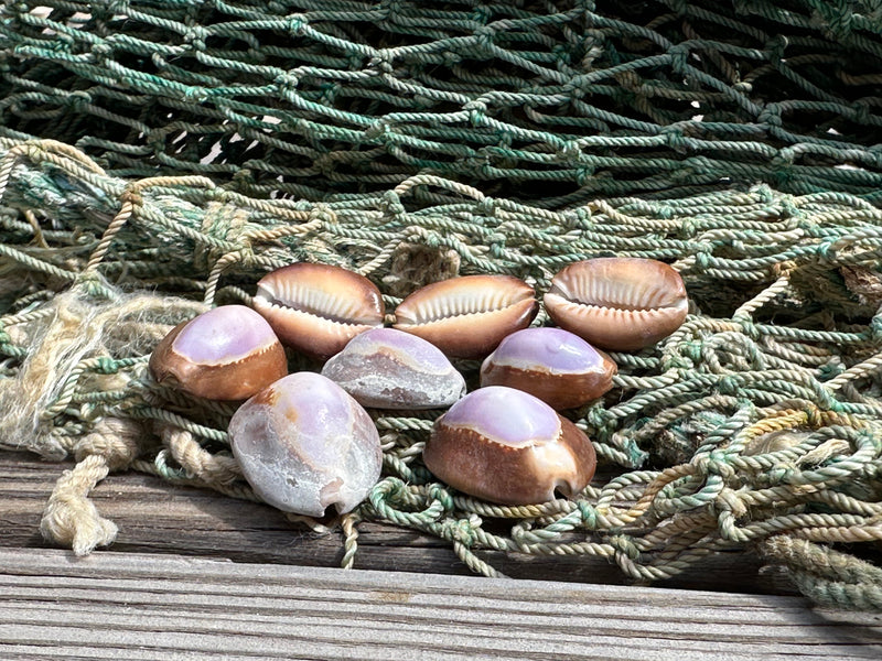 Purple Snakehead Cowrie Serpent's Head Cowry