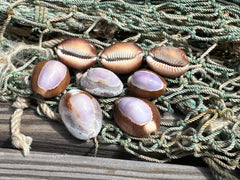 Purple Snakehead Cowrie Serpent's Head Cowry