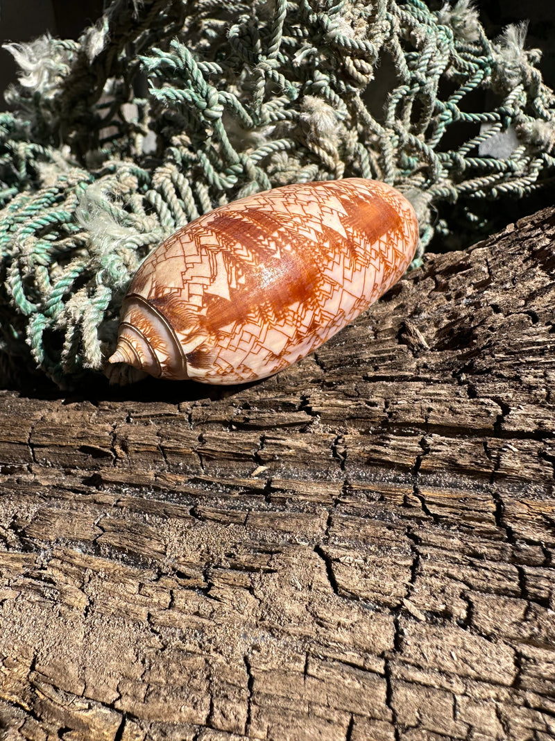Tent Olive - Oliva porphyria
