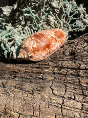 Tent Olive - Oliva porphyria