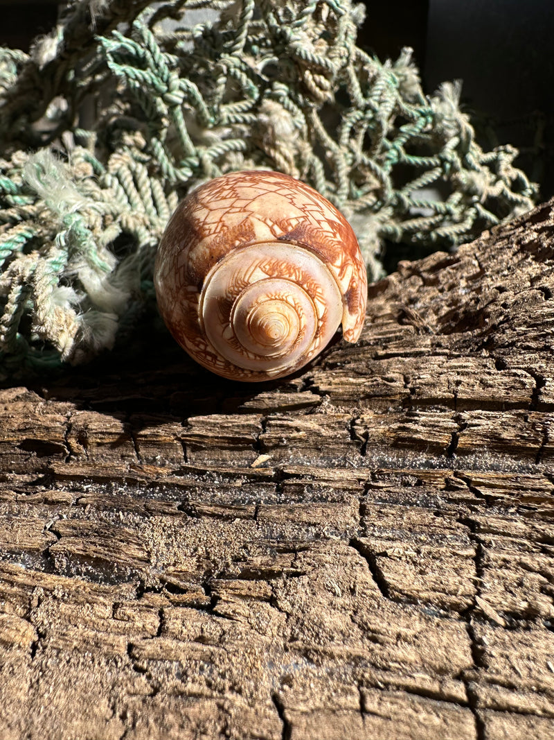 Tent Olive - Oliva porphyria