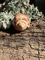 Tent Olive - Oliva porphyria