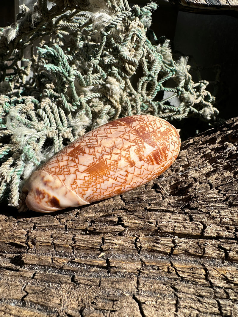 Tent Olive - Oliva porphyria