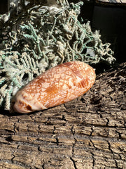 Tent Olive - Oliva porphyria
