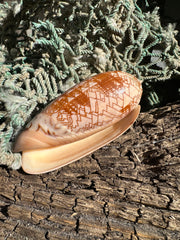 Tent Olive - Oliva porphyria