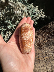 Tent Olive - Oliva porphyria