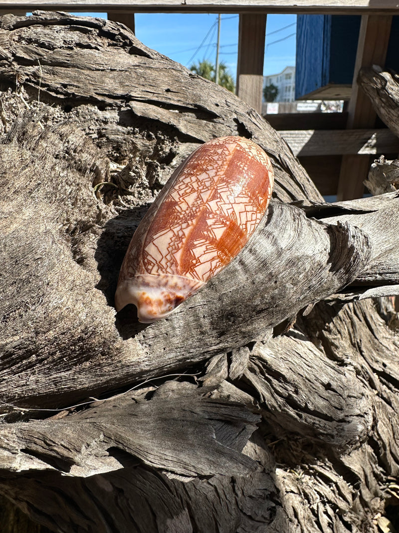 Tent Olive - Oliva porphyria