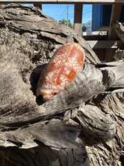 Tent Olive - Oliva porphyria